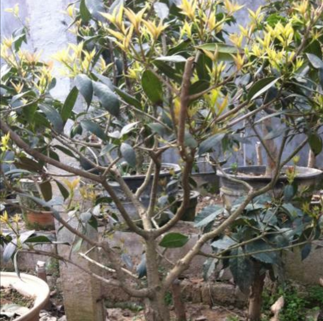 桂花剪枝最佳时间和方法,桂花需要剪枝吗几月份剪好