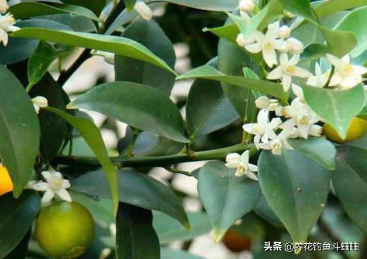 治金桔黄叶,夏季金桔掉叶黄叶可以换盆吗