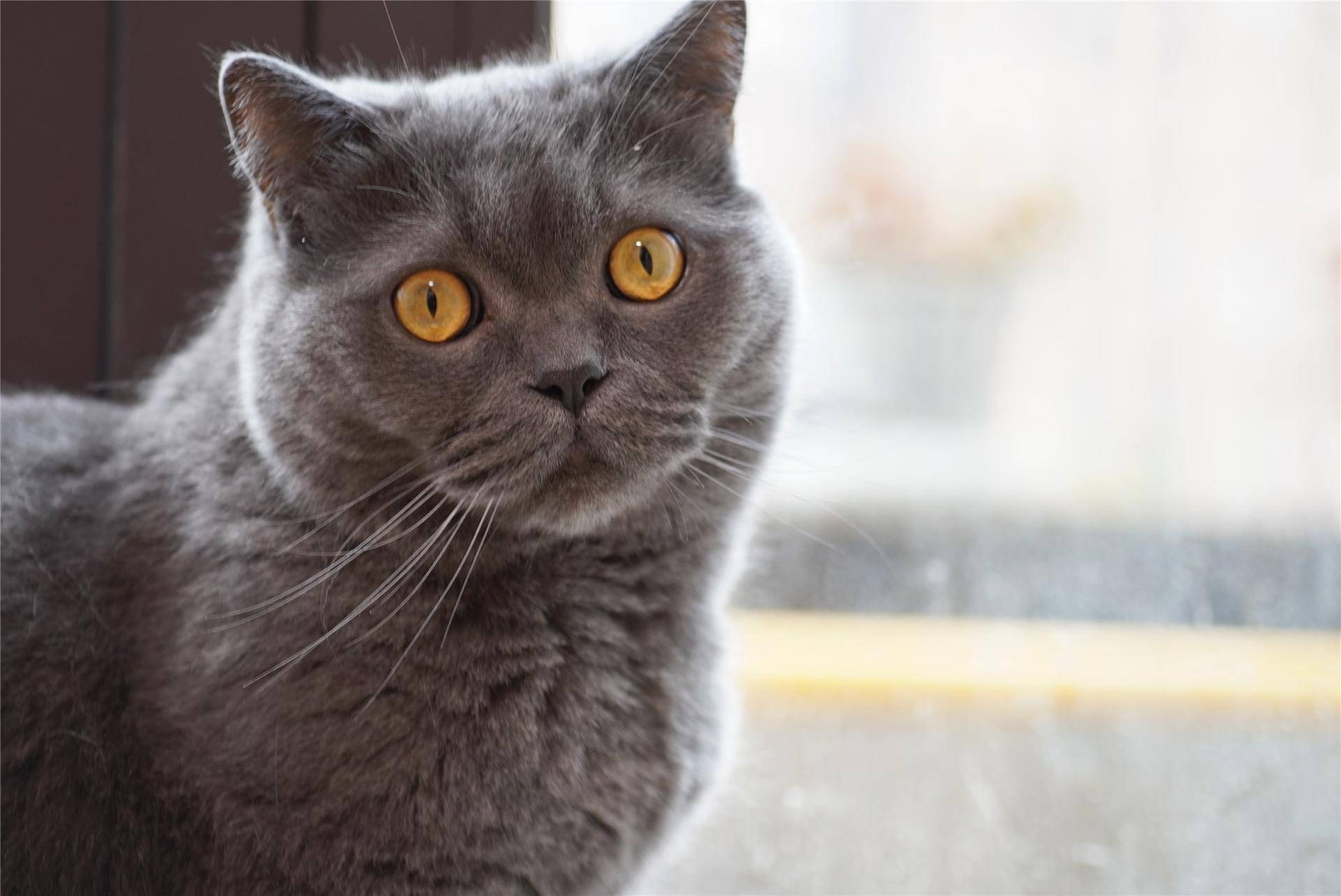 猫主子的猫砂怎么选,喵星人的食物有哪些