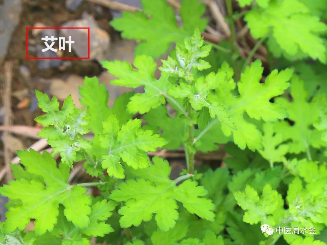 品味本草之美（第一季）