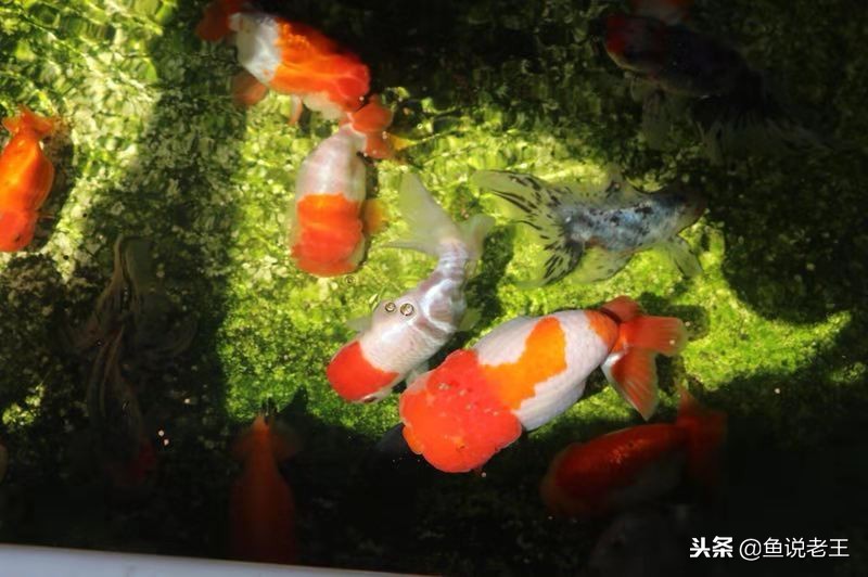 长时间不换水鱼会死吗,长时间不换水鱼会得什么病