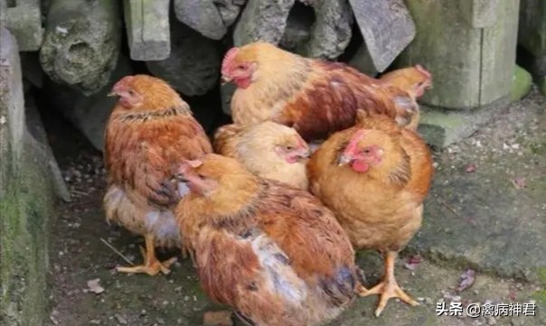 鸡肿头肿脸最快的治疗方法,鸡肿脸怎么治