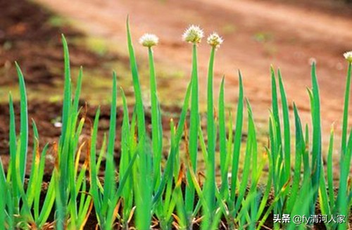 食材的香味,食材之味道