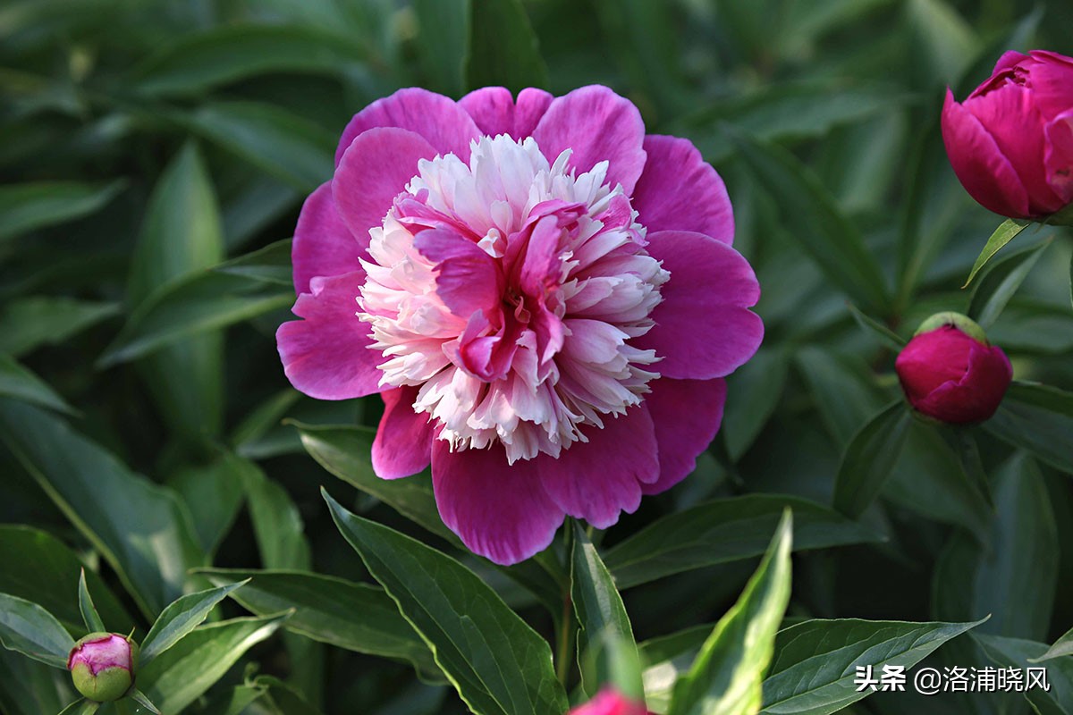 大院绿化的回忆——顺便看看院里的芍药定个究竟有多少种？