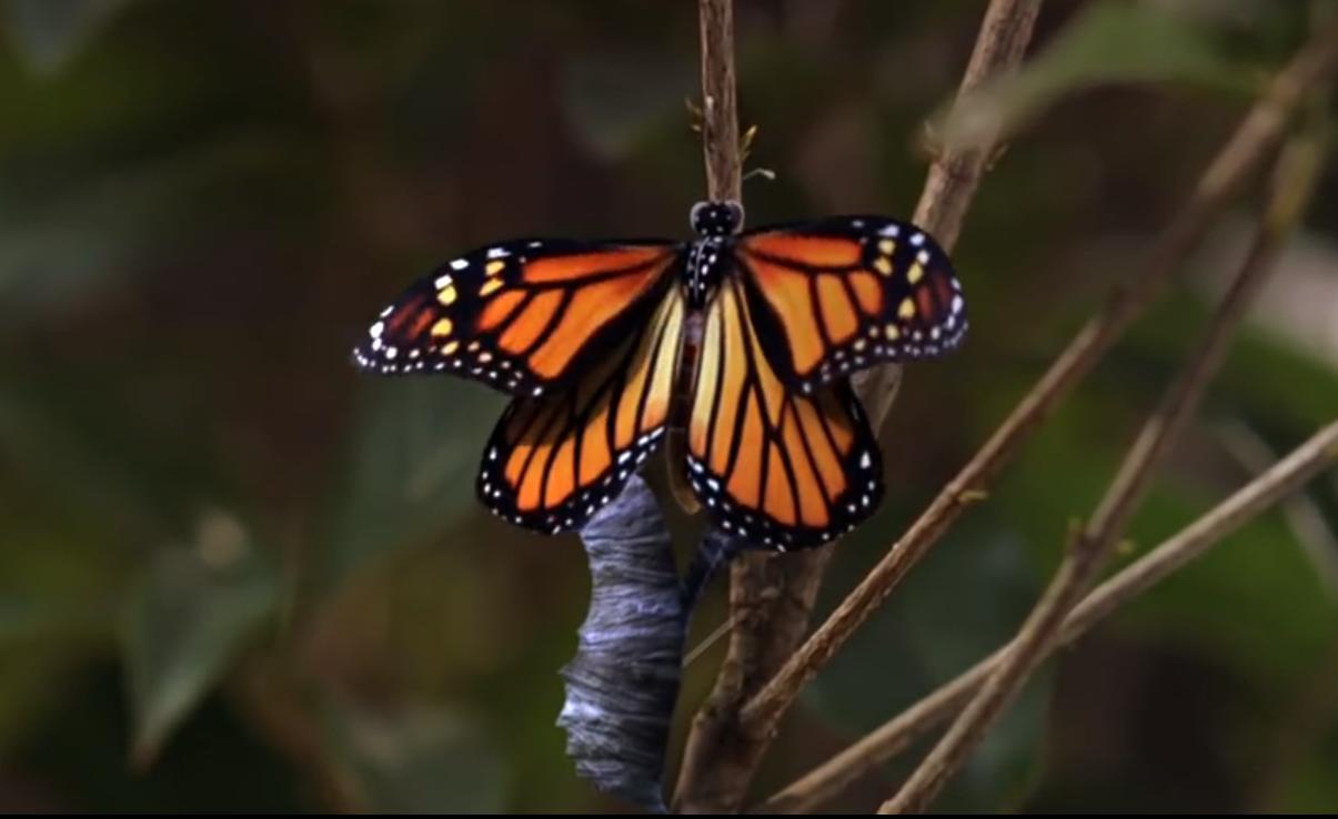 功夫电影是一场梦,电影功夫的几个层次