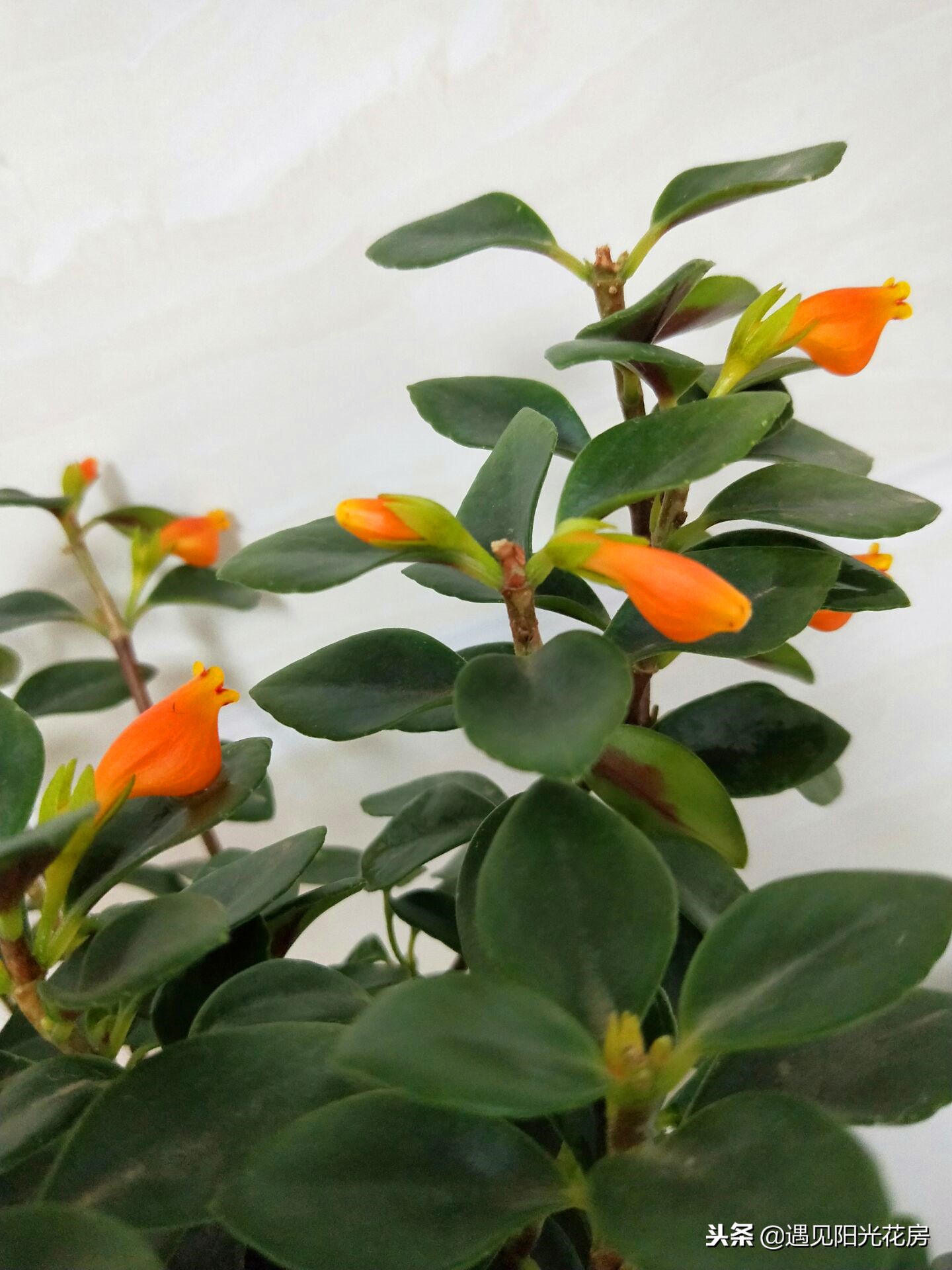 金鱼吊兰冬天怎么养能施肥吗,金鱼吊兰开花后像小金鱼一样漂亮