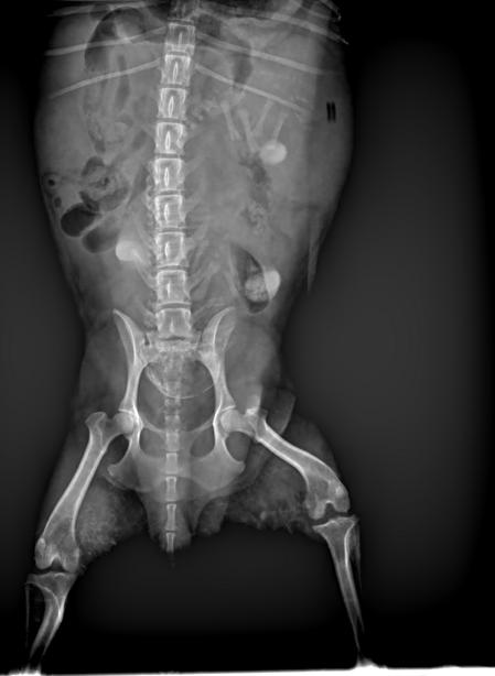 狗狗生小狗什么情况下要剖腹产,狗狗什么情况下需要剖腹产