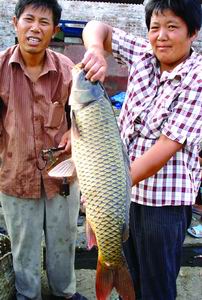 鲤鱼看鲤鱼,鲤鱼看虎鲸