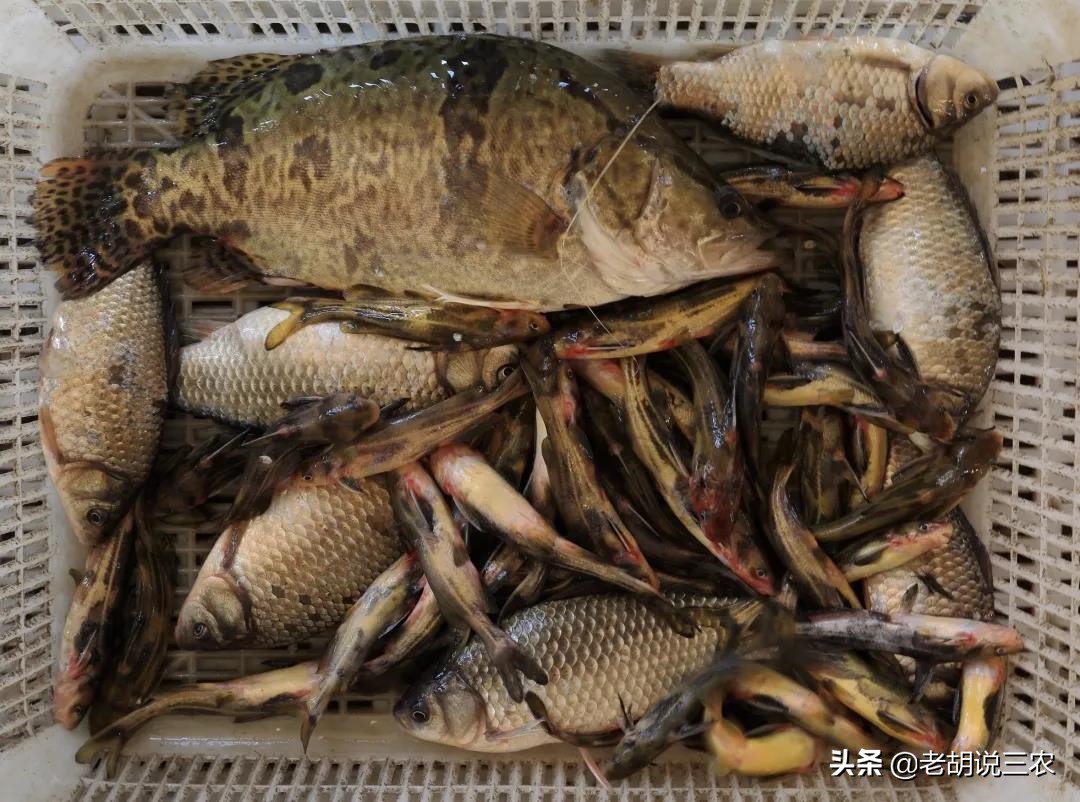 肇源江鱼排名,肇源江鱼有什么品种