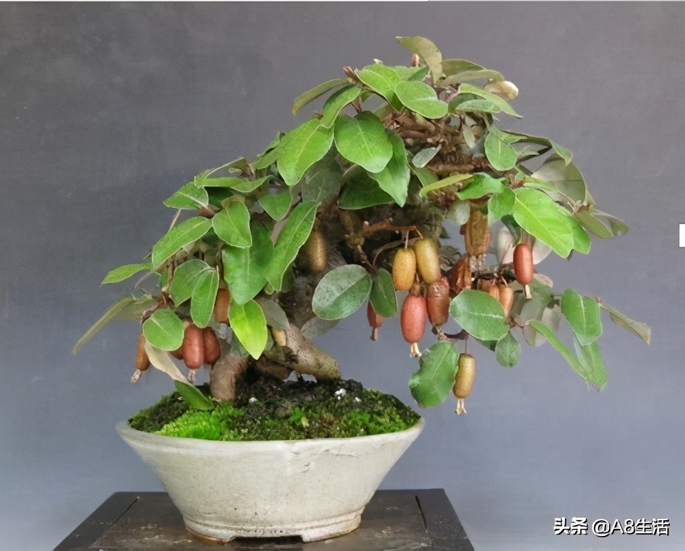 种羊奶果的前景,羊奶果种植基地在哪