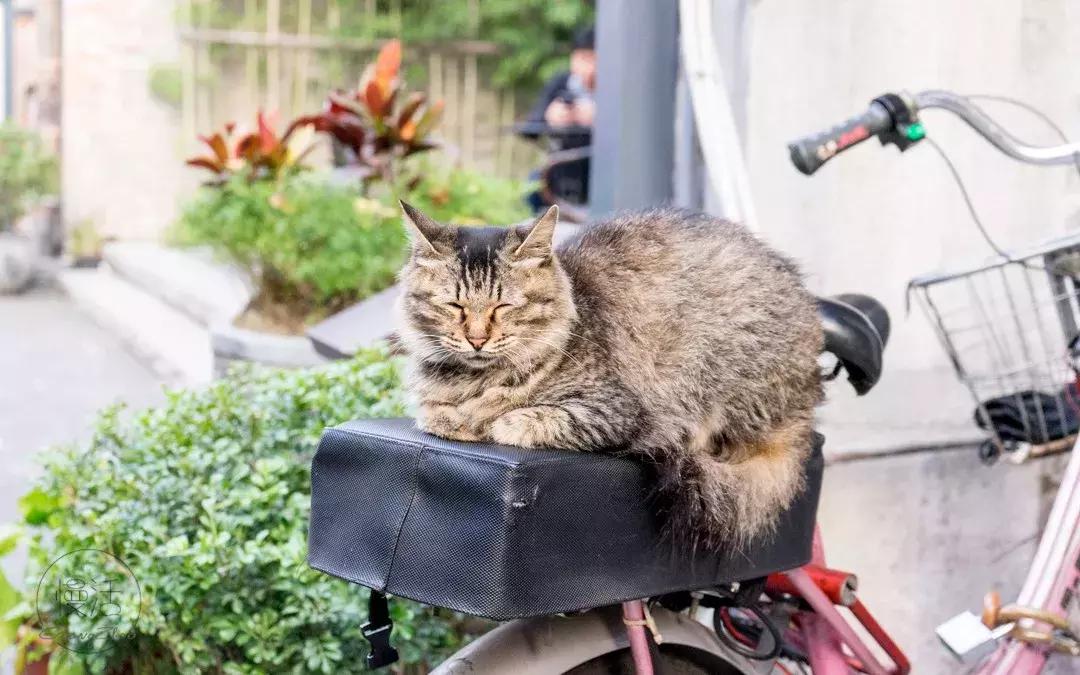 去广州必去的几条老街，“广府味”十足，正宗老广不一定全去过