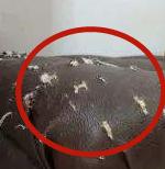 我家主子又把沙发抓坏了！过来人答疑：铲屎官到底配不配买沙发？