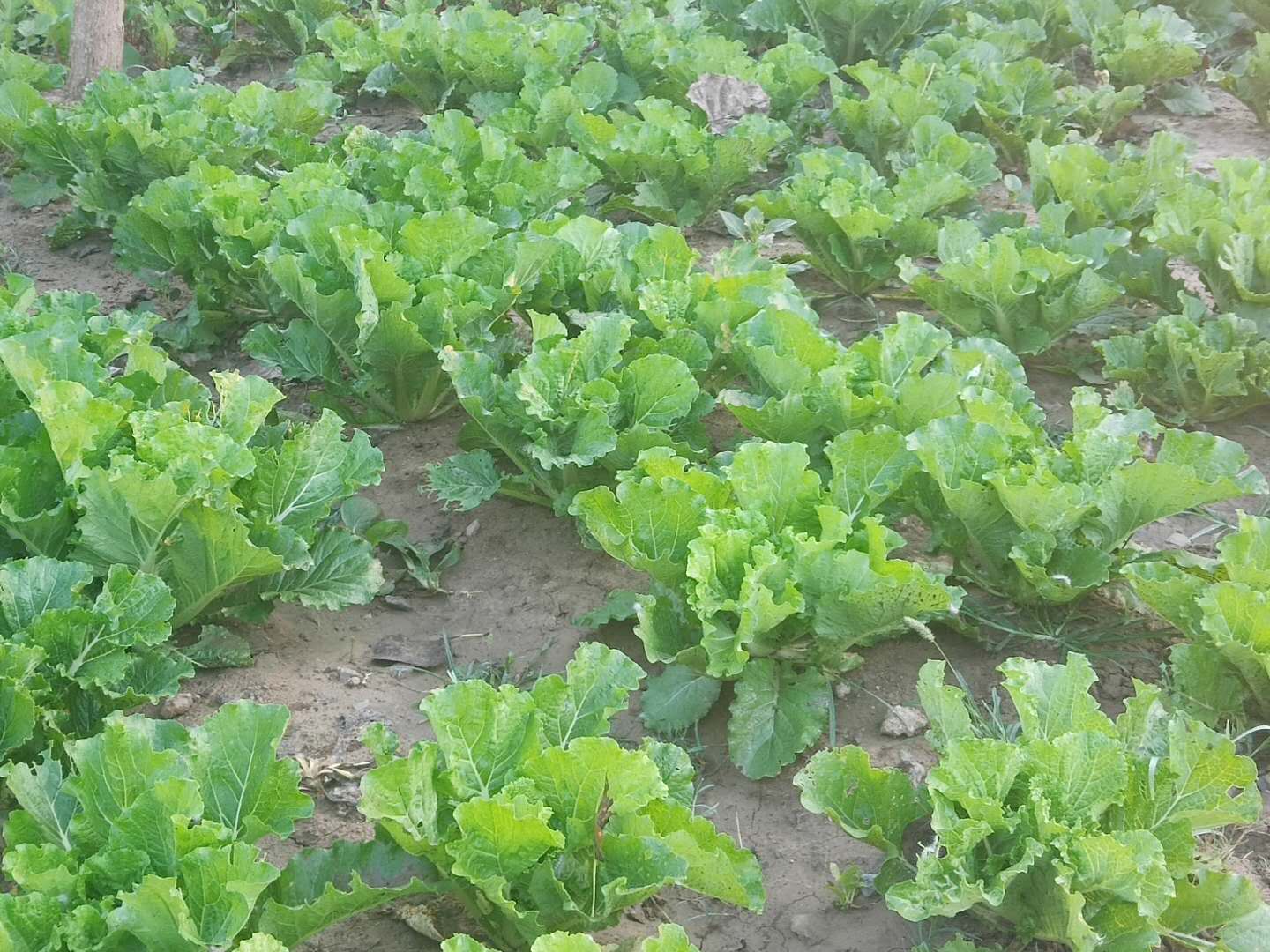 白菜生虫子,别动不动就施药,喷点家里不起眼的小东西也管用