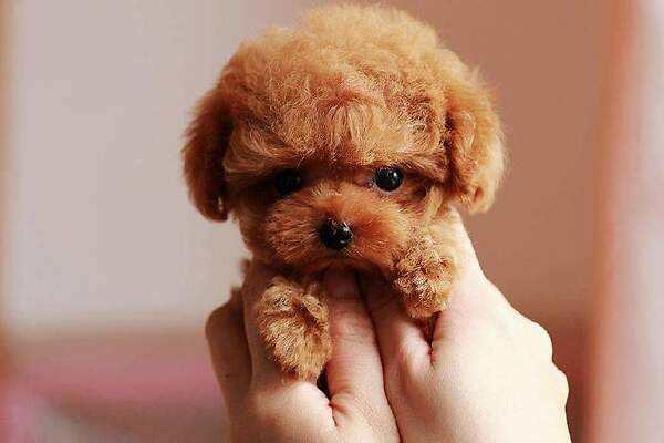 适合陪伴孩子成长的小型狗狗,8种最适合和小孩子相处的狗狗