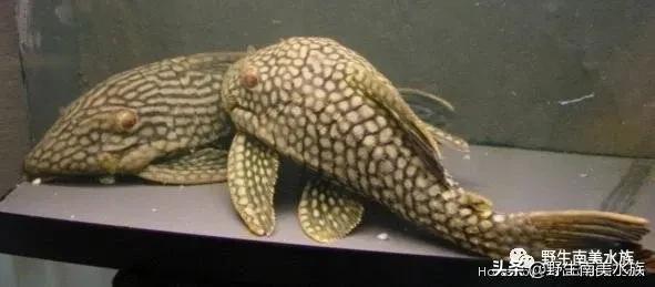 每天认识一种南美鱼,每天认识一种鱼类