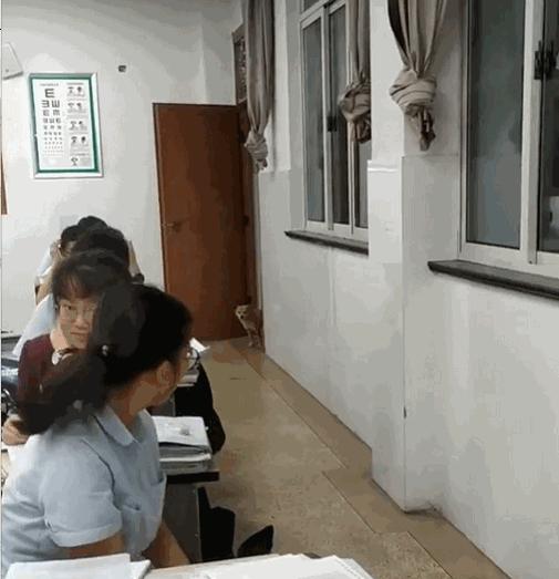 学校狗狗高考被关禁闭,高考被关禁闭网红狗去世