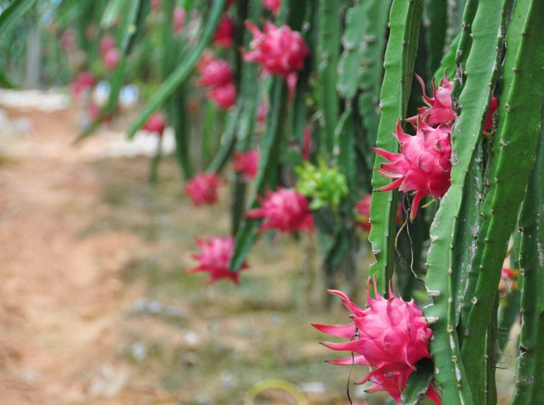 火龙果预防冻伤,火龙果气温低于15度还要保灯吗