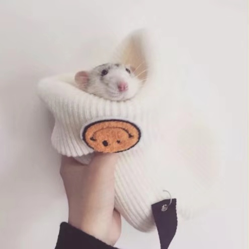 花枝鼠难产了是怎么回事,花枝鼠难产死了宝宝怎么养