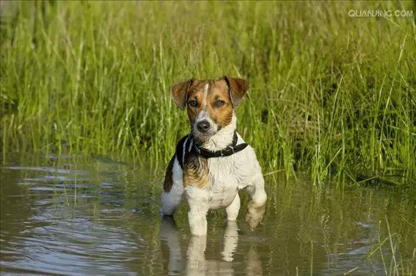 哪些狗狗适合新手养小型犬,最适合新手养的狗狗