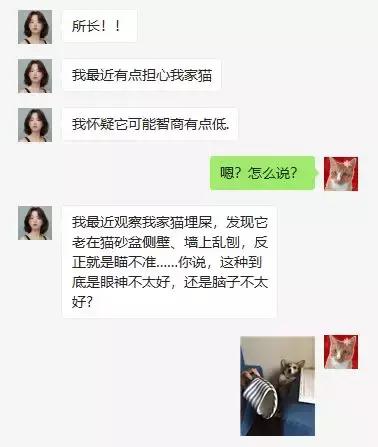 猫猫挠猫砂,猫便便之后挠猫砂盆