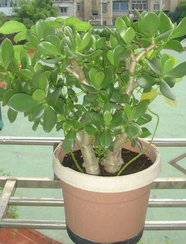 油烟机里边的废油该怎么拿来养花,用废油养君子兰