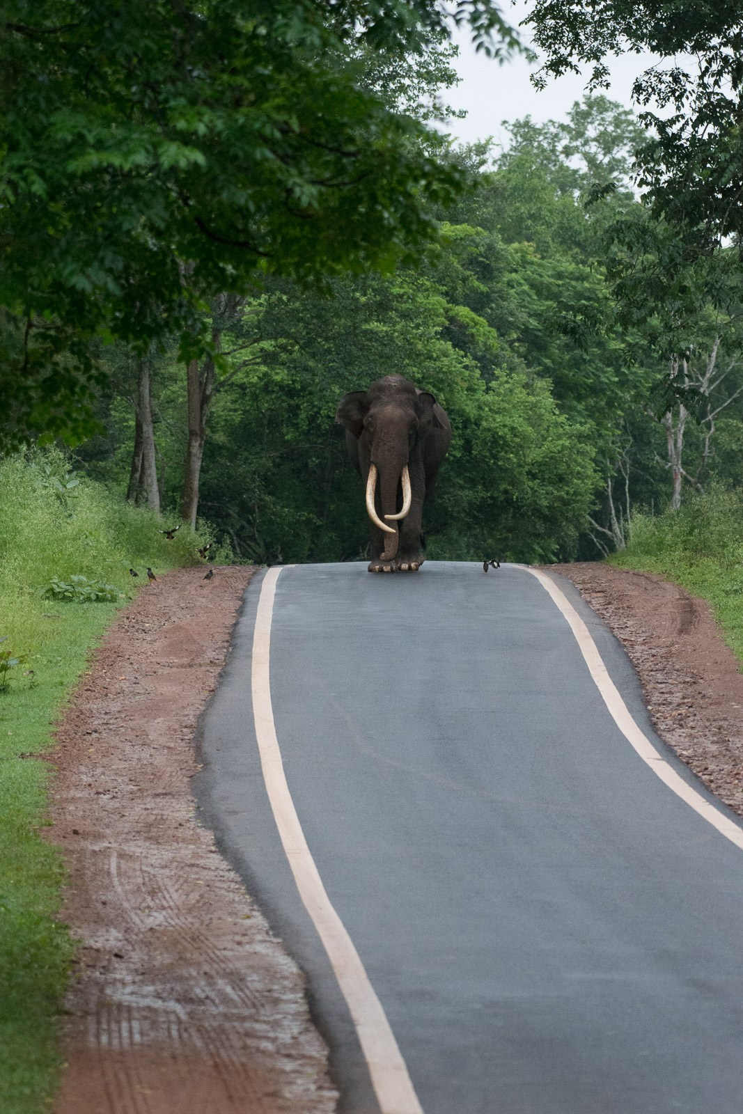 拿相机打鸟,用长焦相机打鸟如何