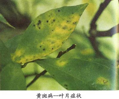 柑橘脂点黄斑病会使果实开裂吗,柑橘脂点黄斑病打什么农药