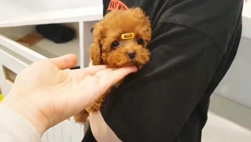 泰迪一般到几岁性格会变,长期笼养对泰迪性格的影响