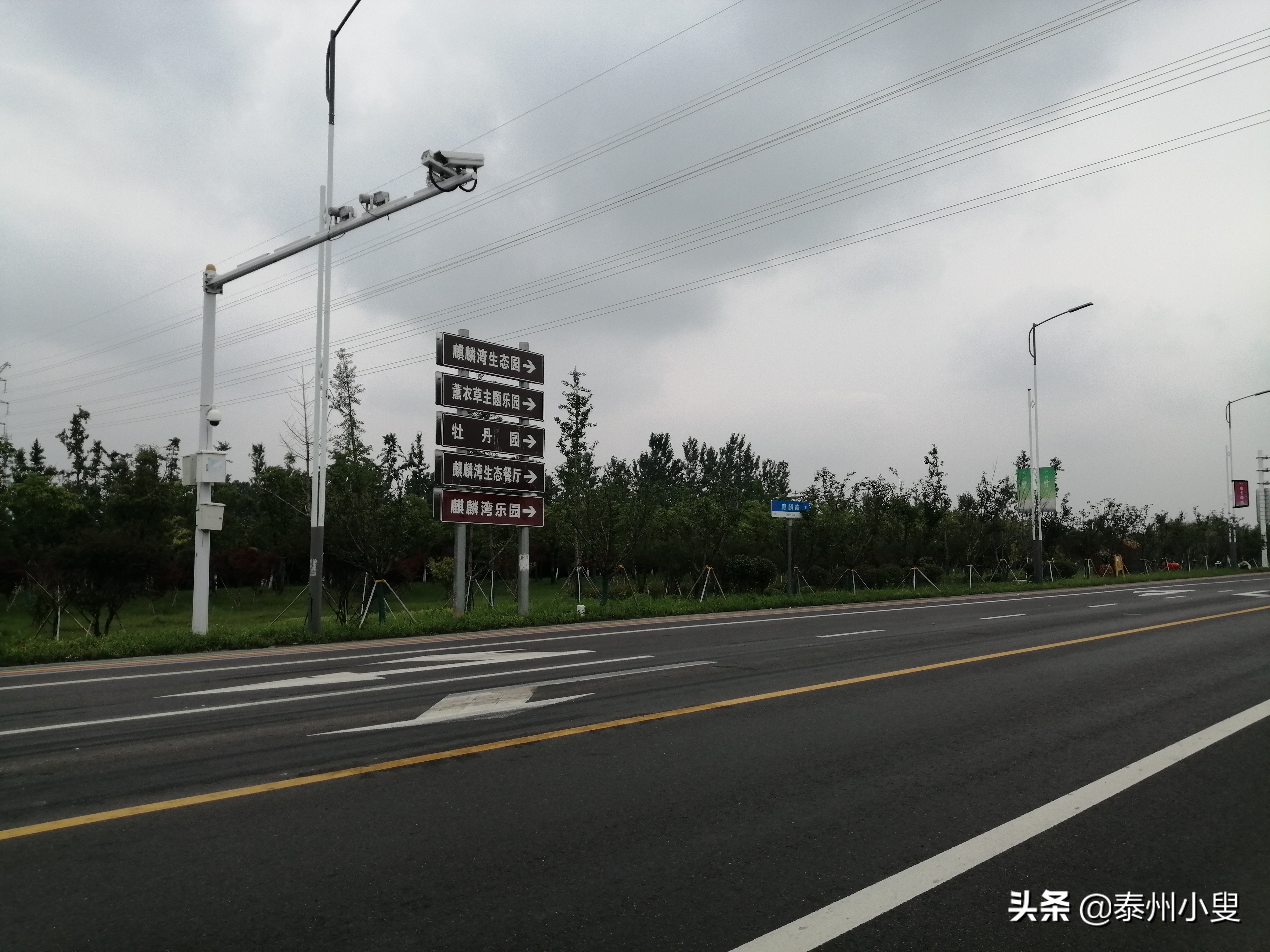 骑行槐林赏美景,骑行赏花视频