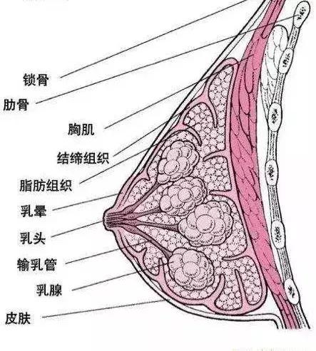 冷知识科普乳房不能乱揉,乳房不要随便做检查