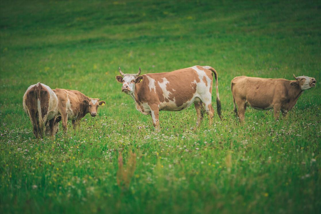 中国哪里的牛奶最好喝,全国哪的牛奶最好