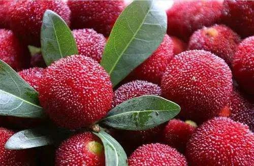 每个杨梅里面有条小虫是真的吗,为什么每颗杨梅都有小虫子能吃吗