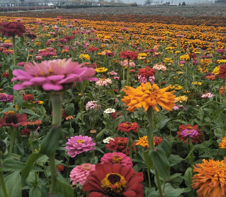 以租代购的车到底能不能买,以租代购的车不要了有什么后果