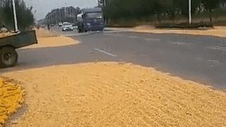 搞笑动图gif图片哪里下载,搞笑动图gif狗