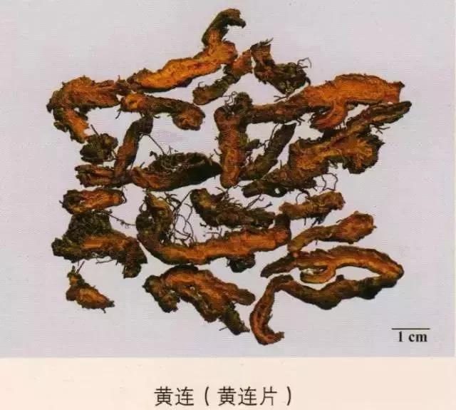 中药材图片大全大图带药名,200多味中药材图谱带图