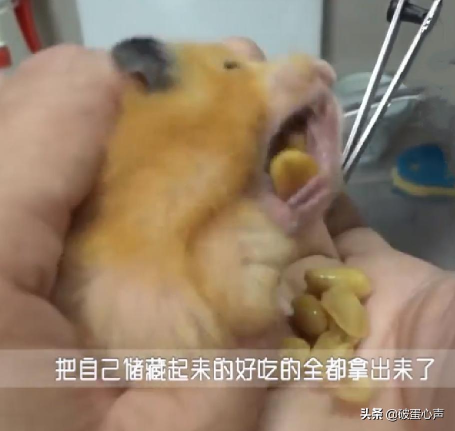 仓鼠太小了牙太长了怎么办,仓鼠牙齿怎样才算健康