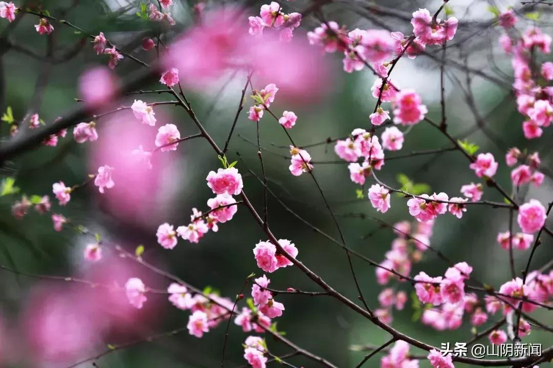 春天里最美的遇见歌曲,春天最美的文案就是油菜花