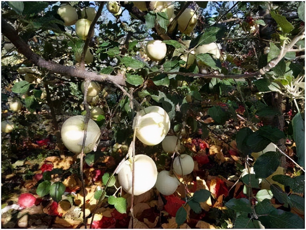 苹果脱袋后用什么药,苹果脱袋后用药方案
