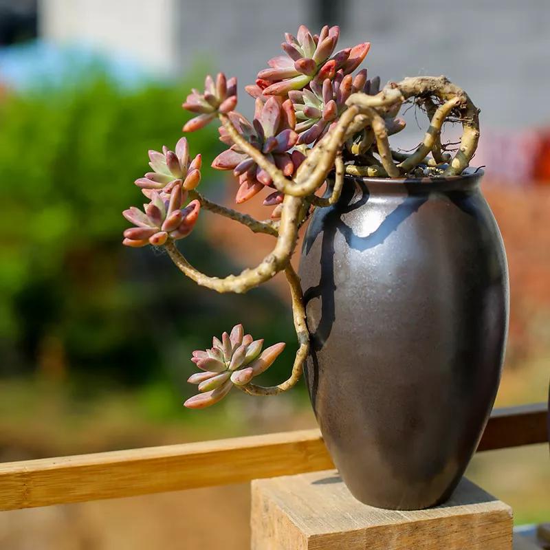 养越久越值钱的植物,养个潜力股