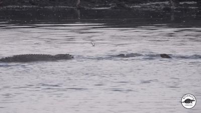 水獭与平头哥是同科吗,水獭动物界的平头哥