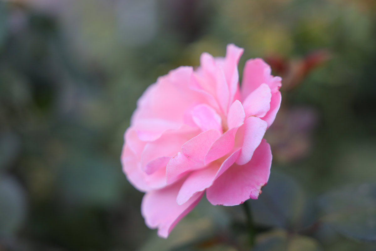 m系微单,佳能eosm6markii评测