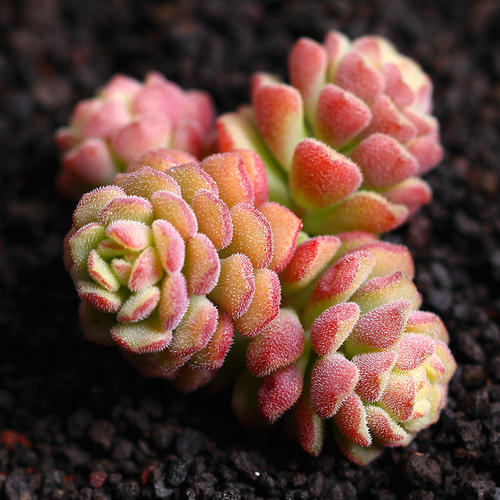 100种常见多肉植物图鉴收藏,1000种多肉植物图鉴及名字