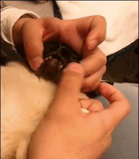 拜宠清猫驱虫药真假,拜宠清猫咪驱虫药怎么样