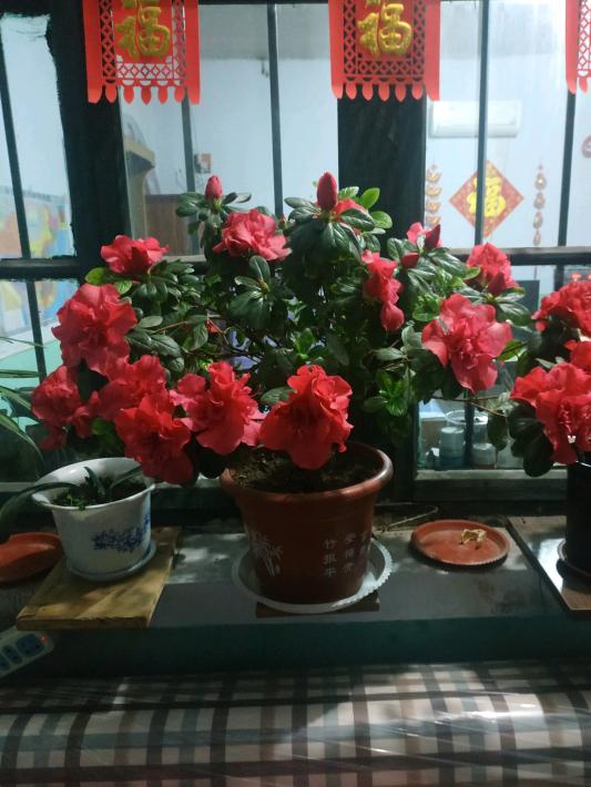 养杜鹃花的技巧,杜鹃花10种品种