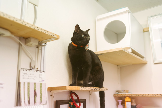 伏见稻荷大社怎么去清水寺,伏见稻荷大社到清水寺远吗