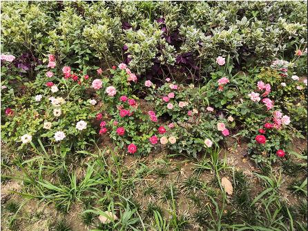 图像文件的基本操作包括,图像文件的读写和处理