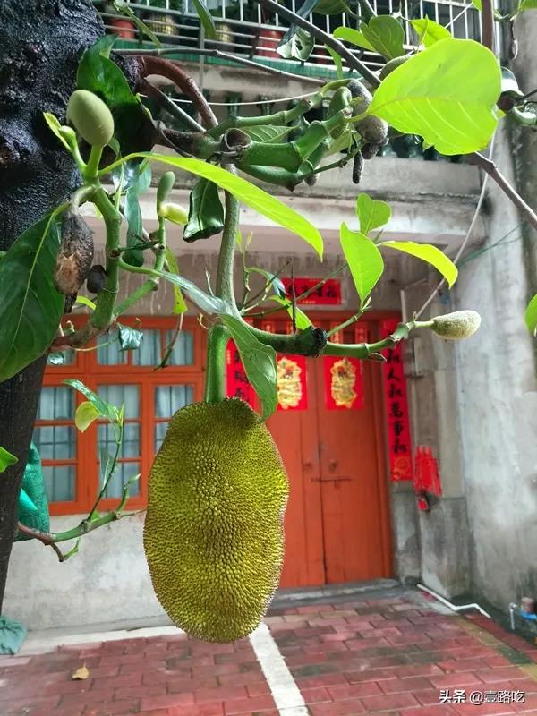 北海|报告!没遇到传销组织,只有吃不尽的海鲜美食