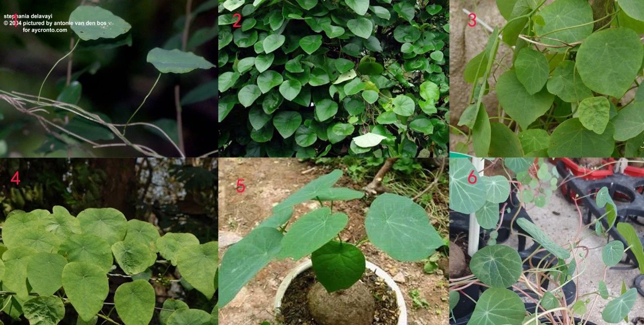 买了一个特小的山乌龟能长大吗,哪种山乌龟可以长叶子