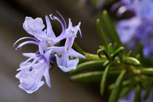 怎么分清螨虫造成的毛孔粗大,毛孔内螨虫怎么解决