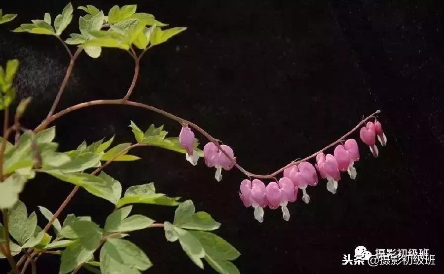 摄影基础知识：如何拍出纯黑色背景照